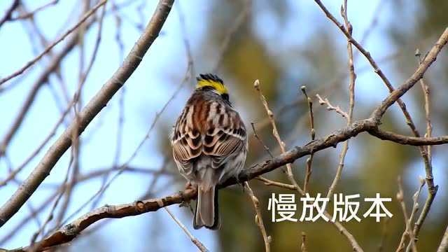 每天吸不一样的啾,黄喉鹀雄鸟,原声版 慢放版