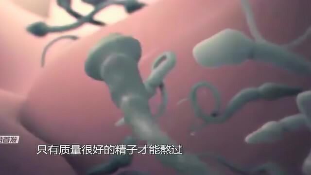 女生体内没有受精成功的精子,都去哪了?原来一颗受精卵要经历这么多灾难