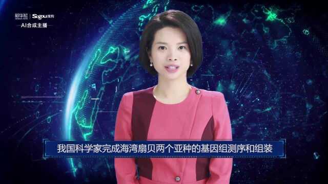 AI合成主播丨我国科学家完成海湾扇贝两个亚种的基因组测序和组装