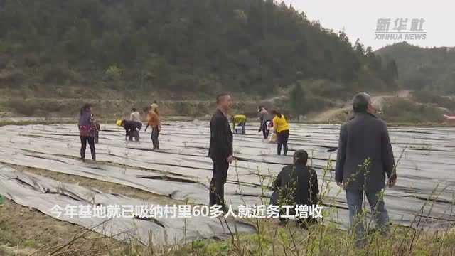 重庆酉阳:发展中药种植 山村村民实现就地增收