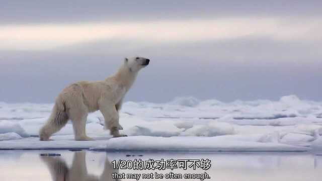 300万平方英里的冰川四分五裂着 北极熊要找到海豹困难的多