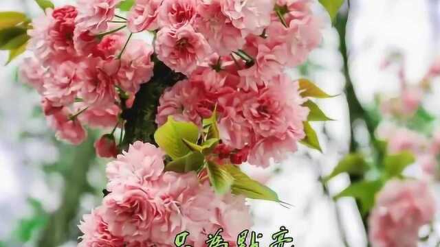 太好听了!骆驼强子一曲《美的榜样》点播量已经无数次