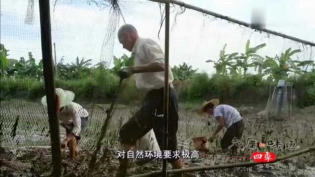 老广的味道:蟛蜞作为番禺特有美食,也只能用人工捕捞