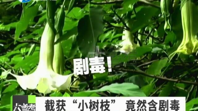 外来的“天使号角”,美丽背后,竟令人毛骨悚然!