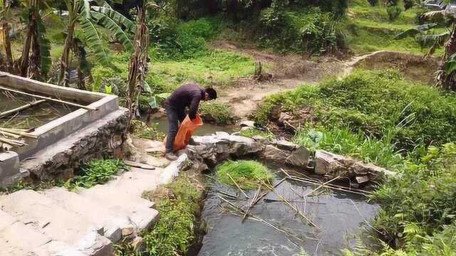 农村小伙在水圳边搞个鱼塘,专门养流动活水养鱼,大家看下如何