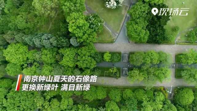 南京钟山 满目新绿