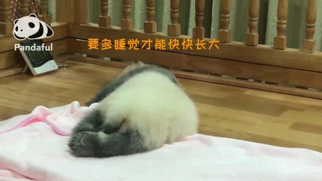 熊猫社区|快看小团团“掉色”了