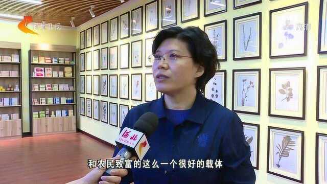 全国政协委员宋华英:发展农民合作社 带动农民稳定脱贫