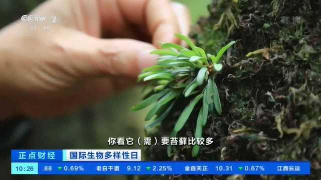 云南无量山:首次发现珍稀植物牛角兰