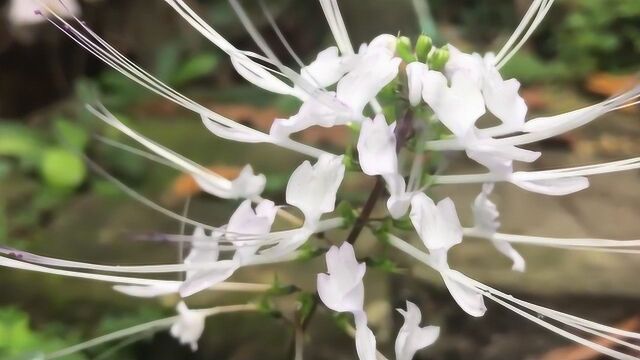 肾茶人们称为猫须草,医生拿来治疗急慢性肾炎,也适用于糖尿病人