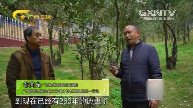 乾隆23年引进,具有260多年历史的金桔树结出来的金桔味道如何?