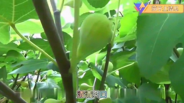 无花果有很多的好处,但很少人知道无花果树和叶也有很多好处