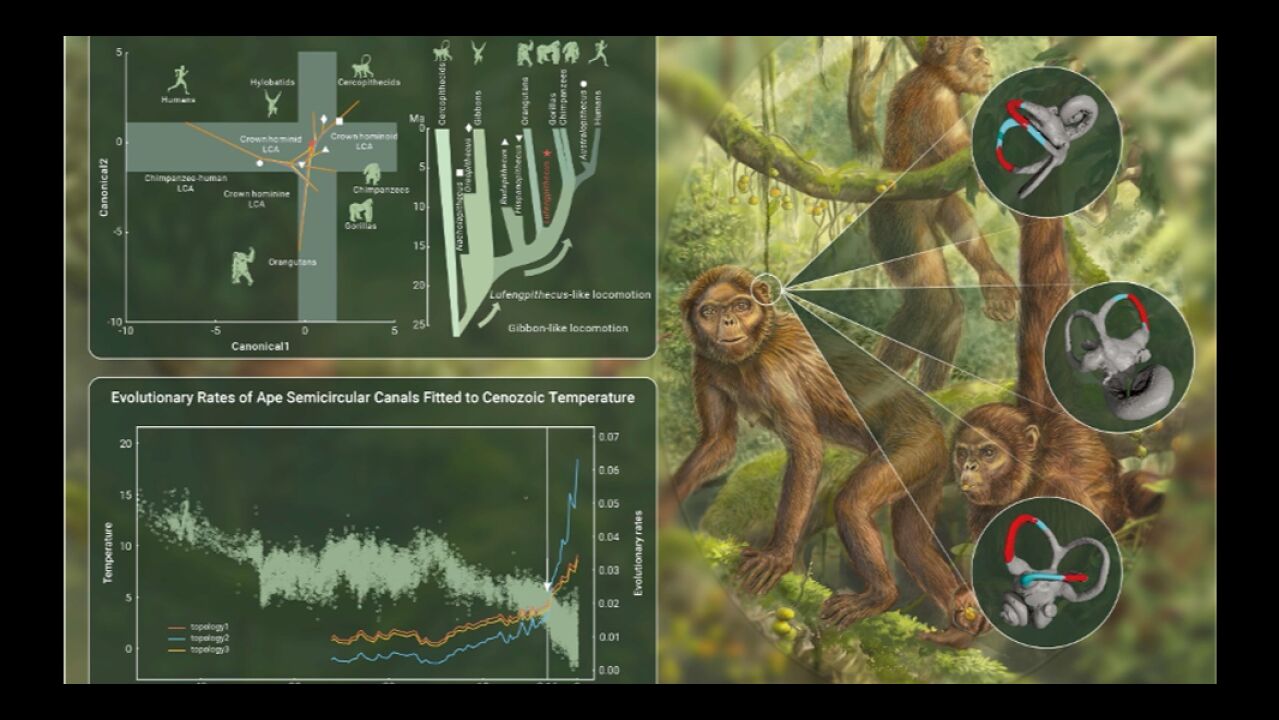 The Innovation | 禄丰古猿的内耳迷路蕴藏着人类运动方式演化的秘密