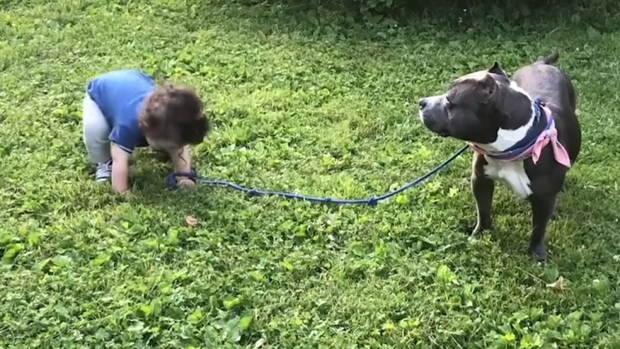 陪伴孩子一起长大的斗牛犬,孩子的童年一定精彩|纪录片