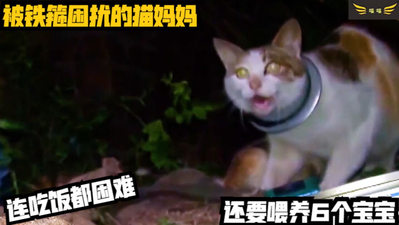 被铁箍困扰的猫妈妈,连吃饭都困难,还要喂养6个宝宝