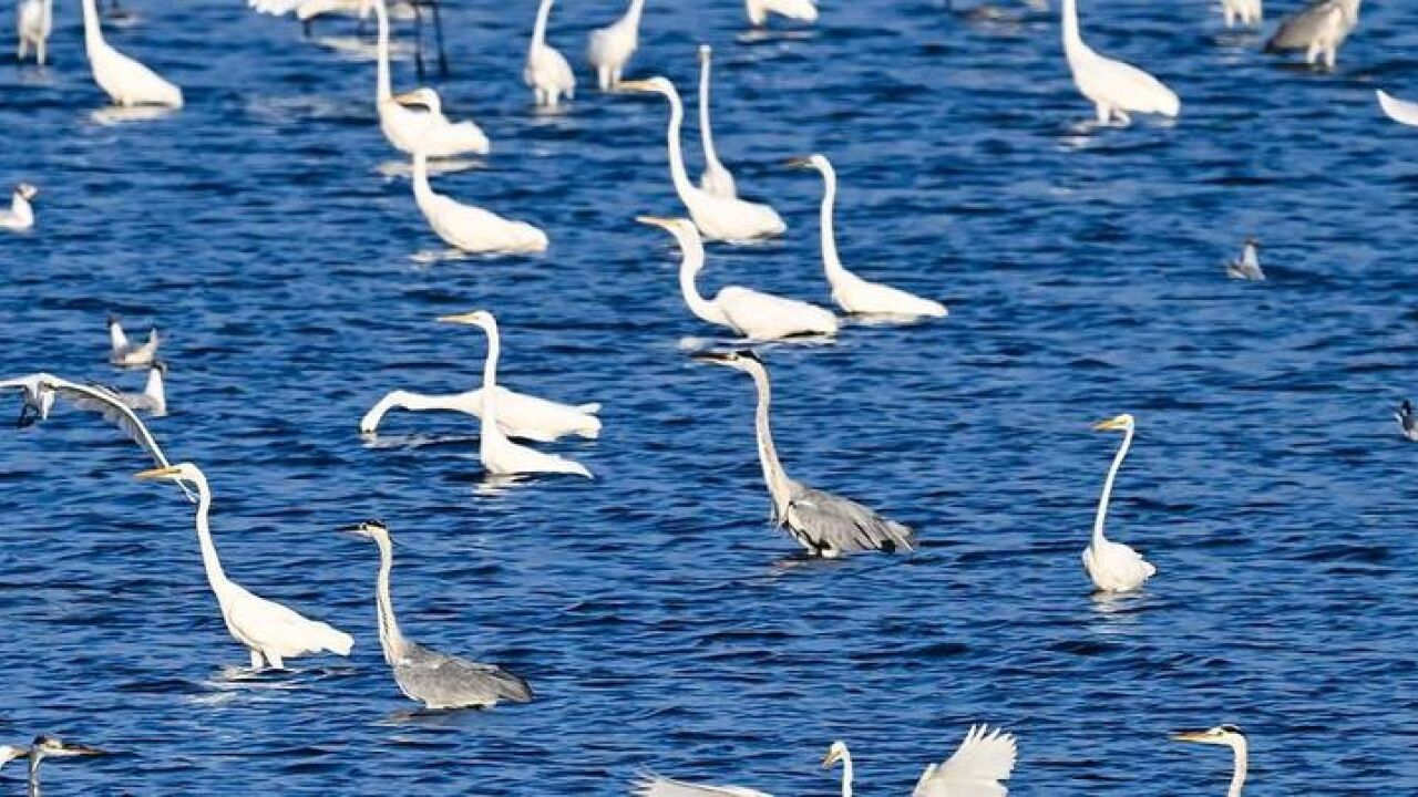 国际生物多样性日 看神奇动物在中国