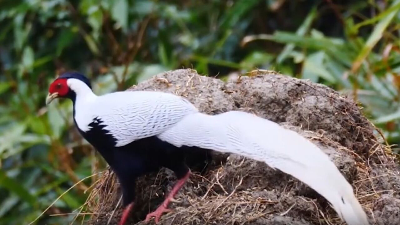 生物天堂ⷤ𘴥清凉峰白鹇