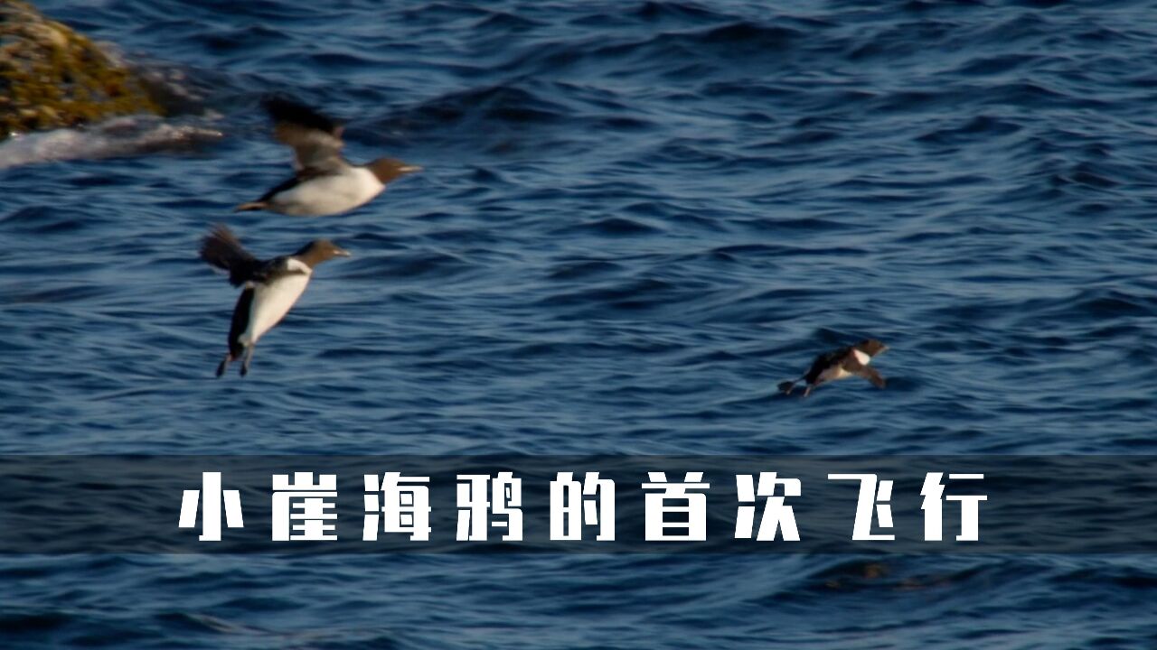 从几百米高的海边悬崖,跳到1公里外的海面,小崖海鸦能否成功丨纪录片