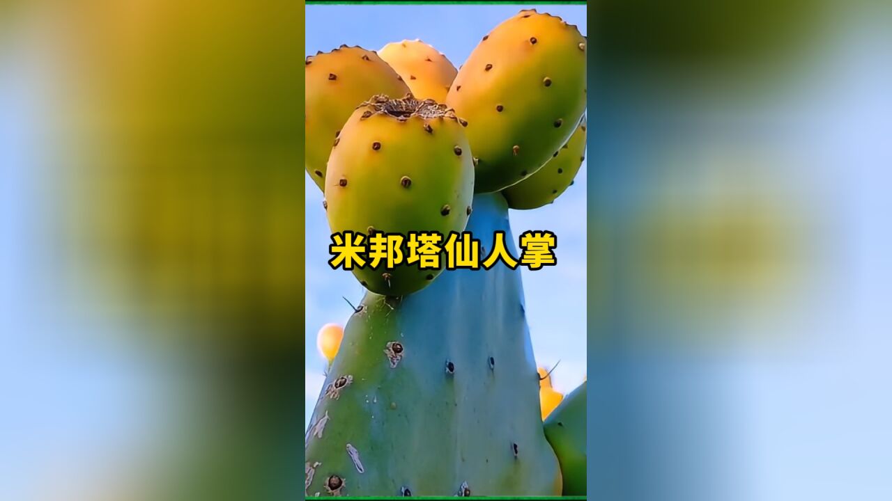 米邦塔仙人掌,即可盆栽观赏又会开花结果,插土里就能活!