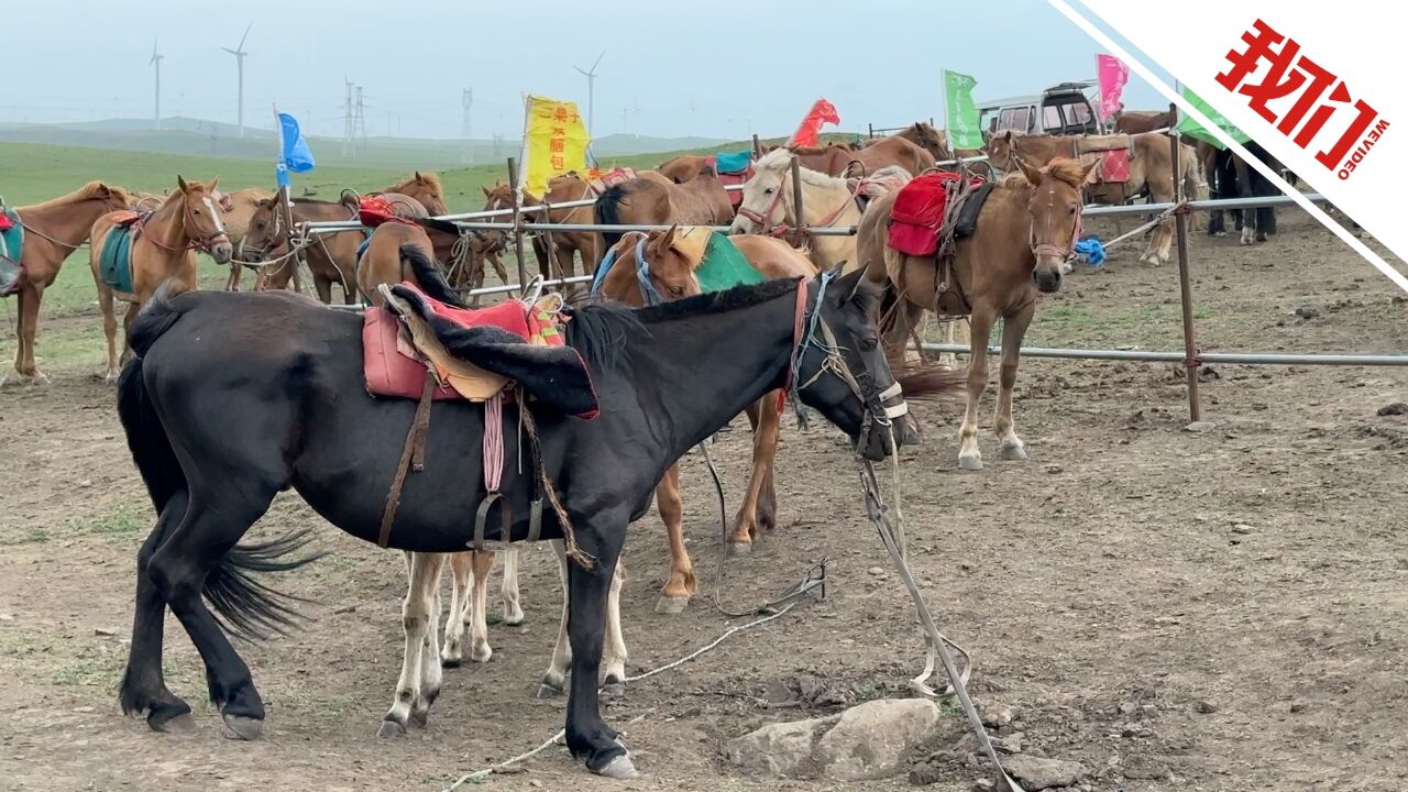 马倌没马!内蒙古乌兰察布诚信马队让患病同乡加入并分成助其抗癌