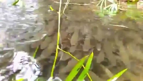 瀑布下面怎么会躲着这么多鱼？ - 腾讯视频