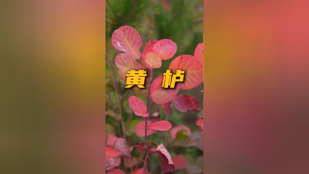 名字叫黄栌,叶子却是红色的,大家都称它为红叶!