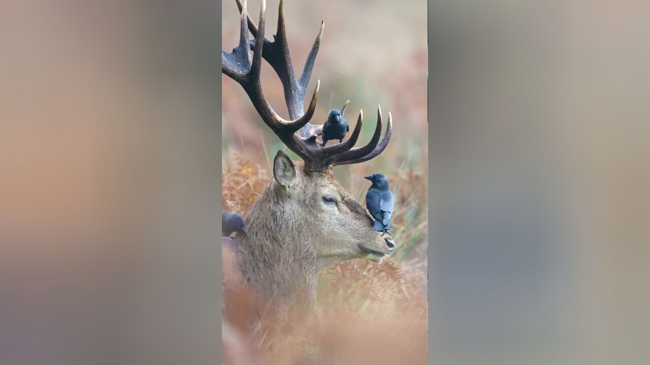 乌鸦组团来给马鹿除虫,整理发型