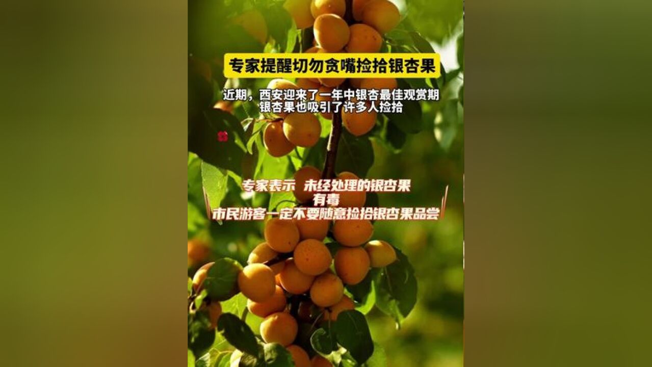 专家提醒切勿贪嘴捡拾银杏果