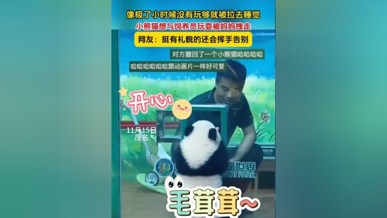 像极了小时候没有玩够就被拉去睡觉,小熊猫想与饲养员玩耍被妈妈拽走,网友:挺有礼貌的还会挥手告别