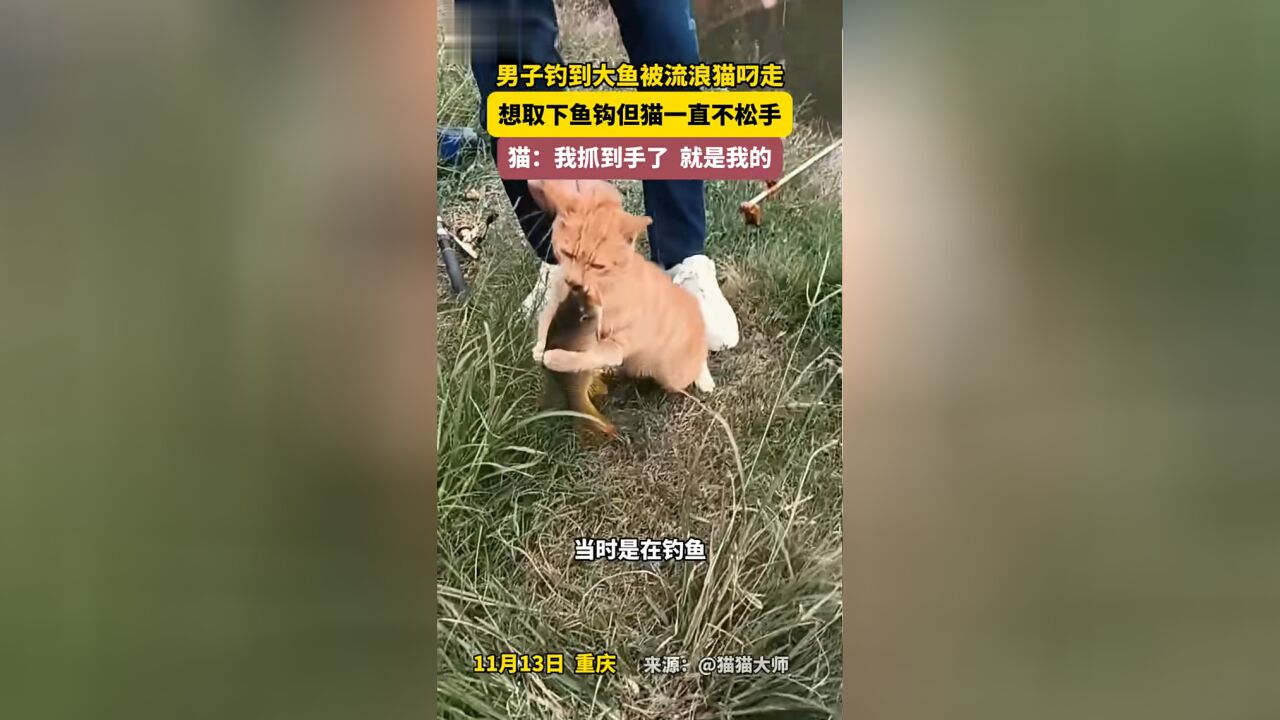 男子钓到大鱼被流浪猫叼走