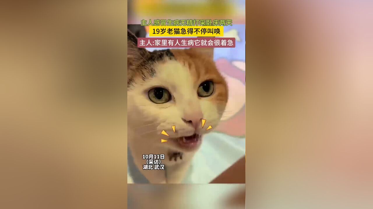 主人感冒生病无精打采卧床两天 19岁老猫急得不停地叫唤主人