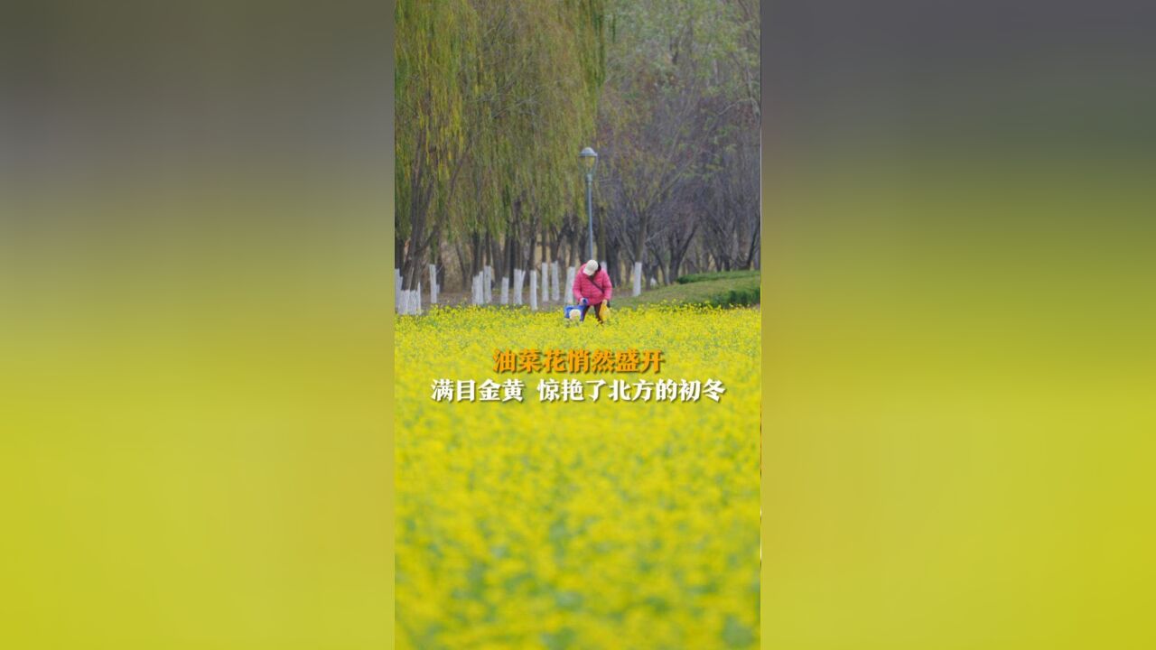 潍坊:油菜花悄然盛开 满目金黄 惊艳了北方的初冬