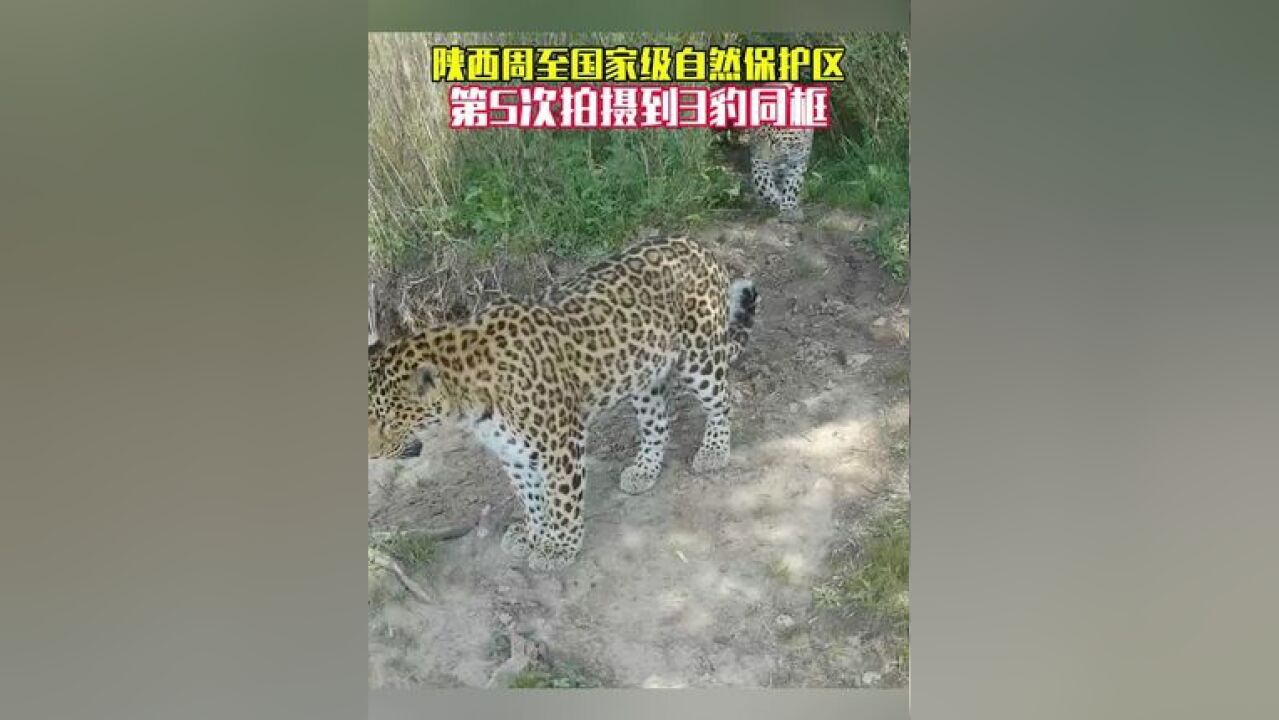 陕西周至国家自然保护区拍到3豹同框