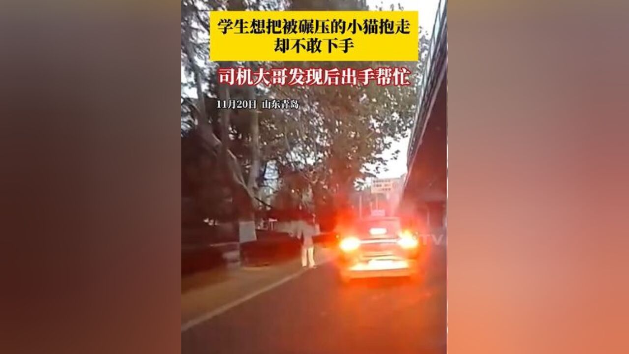 用善意守护善意!11月20日,山东青岛,一名学生想把行车道上被碾压的小猫抱走却不敢下手,路过司机大哥发现后出手帮忙