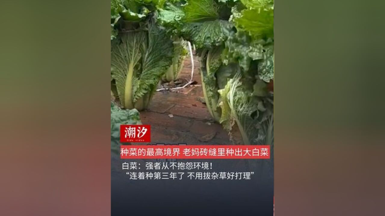 种菜的最高境界 老妈砖缝里种出大白菜,白菜:强者从不抱怨环境!“连着种第三年了 不用拔杂草好打理”