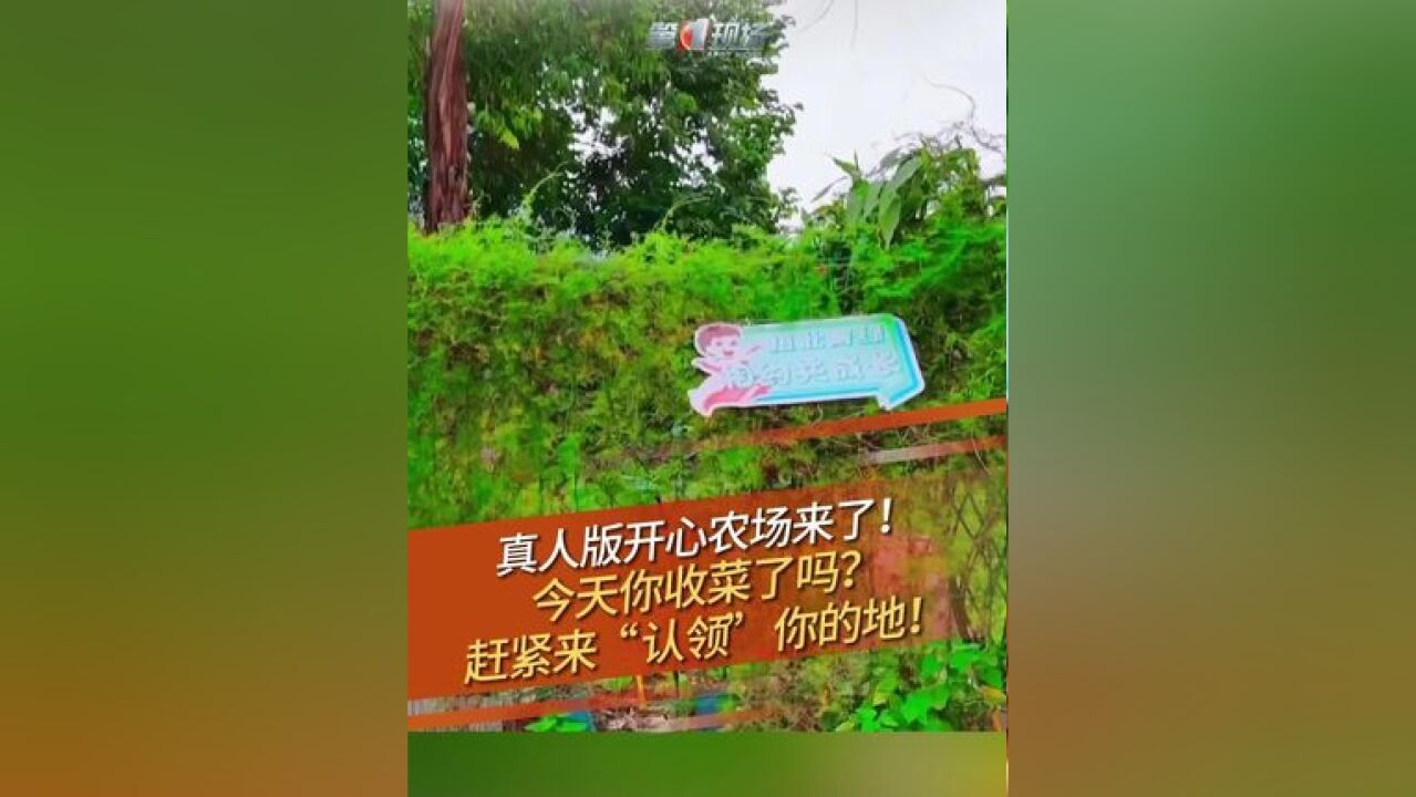 认养一块土地、播种一颗菜苗,不仅能在网上实时查看植物的生长,还能亲自下地体验种植和收获的过程,在龙华街道油松社区