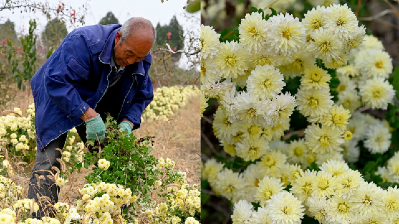 药菊成熟,花朵饱满喜煞人,问及售价如何,农村大叔叹息不已