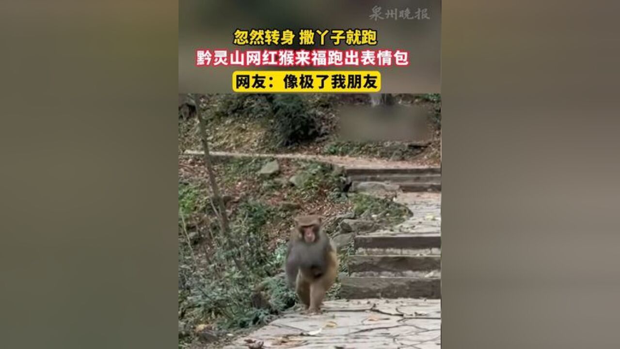 贵阳黔灵山网红猴来福跑出表情包 网友:跑起来的样子像极了我的朋友.#黔灵山猴子 #动物的迷惑行为