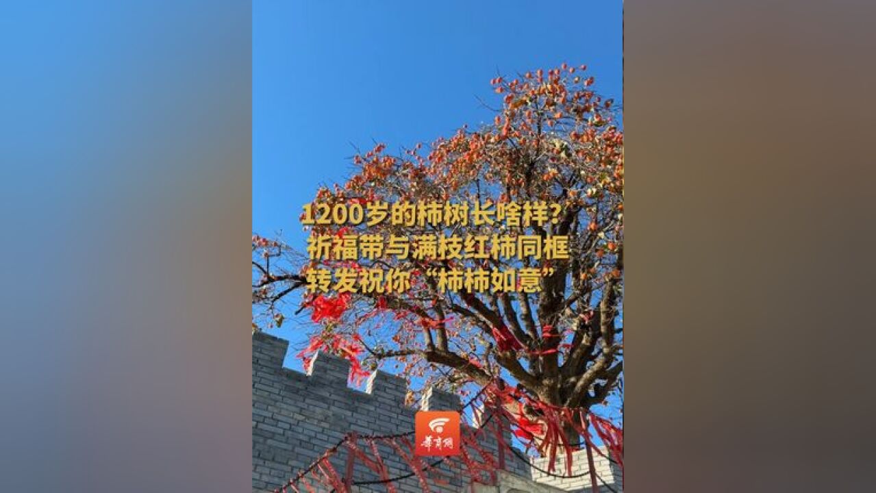 近日,富平曹村镇千岁柿树“柿寿星”硕果累累,金黄灿烂,祈福带与满枝红柿同框,意境拉满!转发视频,祝刷到的人“柿”“柿”皆如意~