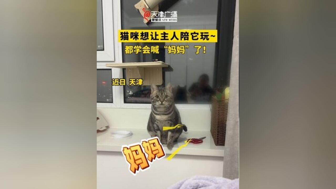 猫咪想让主人陪它玩~都学会喊“妈妈”了!