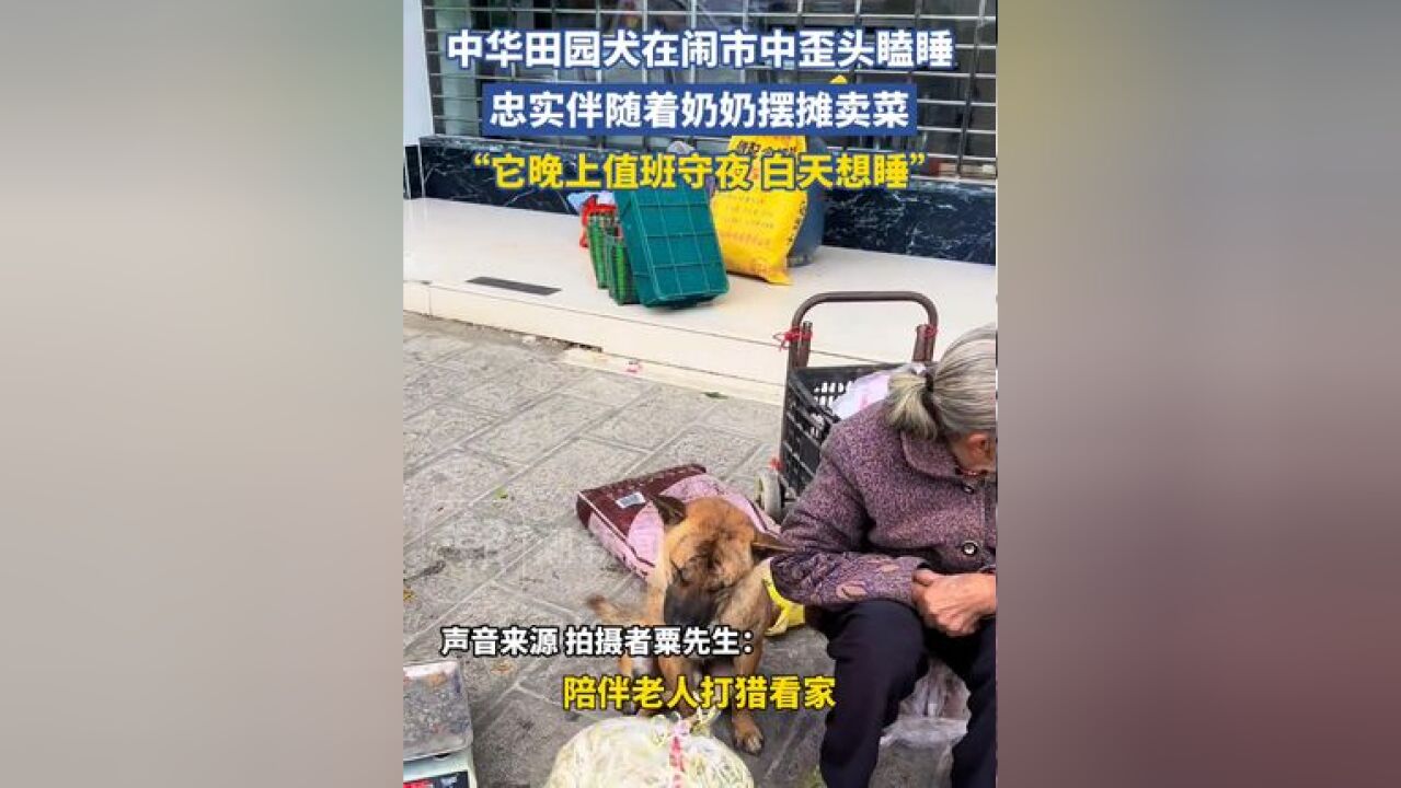 中华田园犬在闹市中歪头瞌睡,忠实伴随着奶奶摆摊卖菜,“它晚上值班守夜 白天想睡”