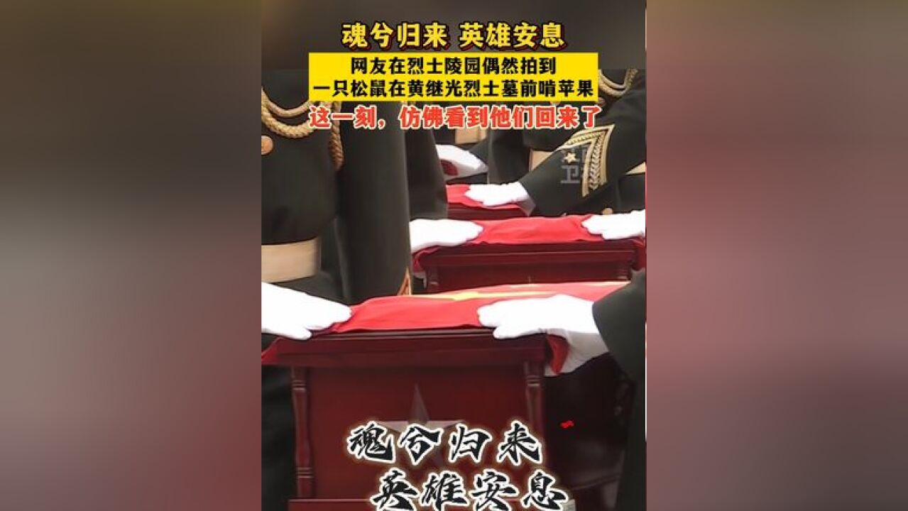 这一刻,仿佛看到他们回来了!网友在烈士陵园偶然拍到松鼠在烈士墓前啃苹果