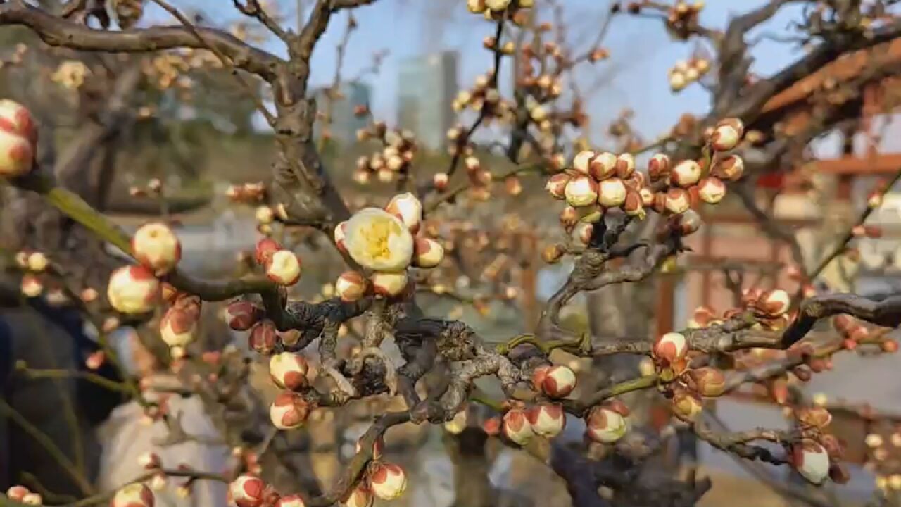 立春上海梅花初绽引众人打卡拍照:花朵星星点点,美不胜收