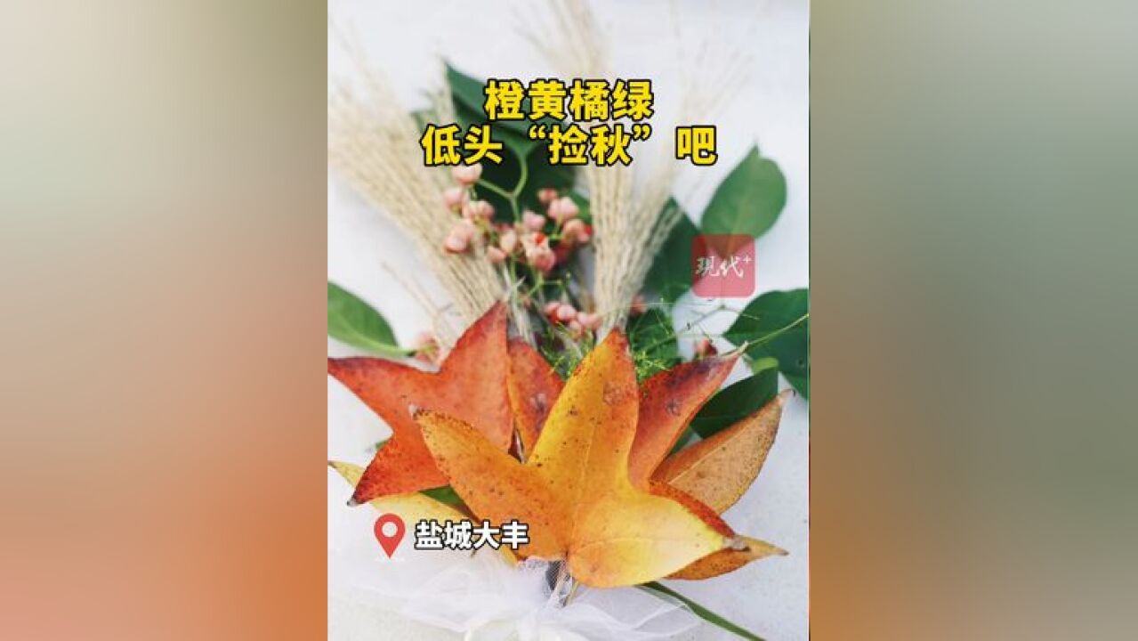 让落叶“活”起来,低头捡个秋吧