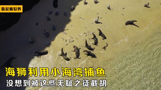 海狮利用小海湾的地势实施捕鱼计划 没想到这里竟有无耻之徒等着它们