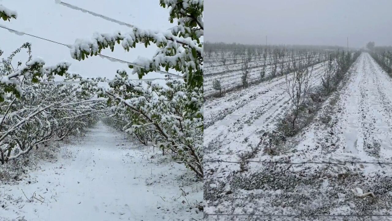 入夏失败!新疆库尔勒立夏当天下鹅毛大雪,一天观四季下午就天晴