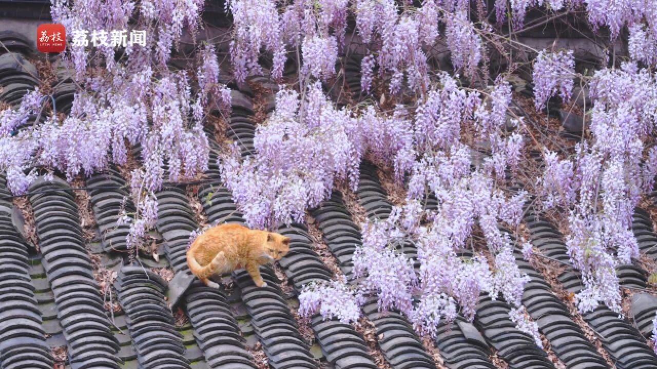 紫色的梦!橘猫与紫藤花瀑同框治愈满满