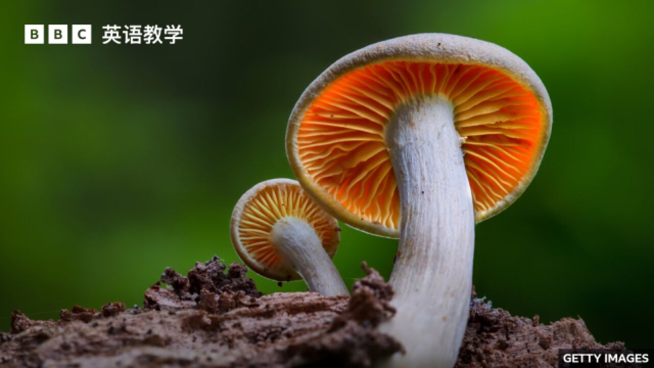 BBC随身英语:The magic of fungi 真菌的神奇之处