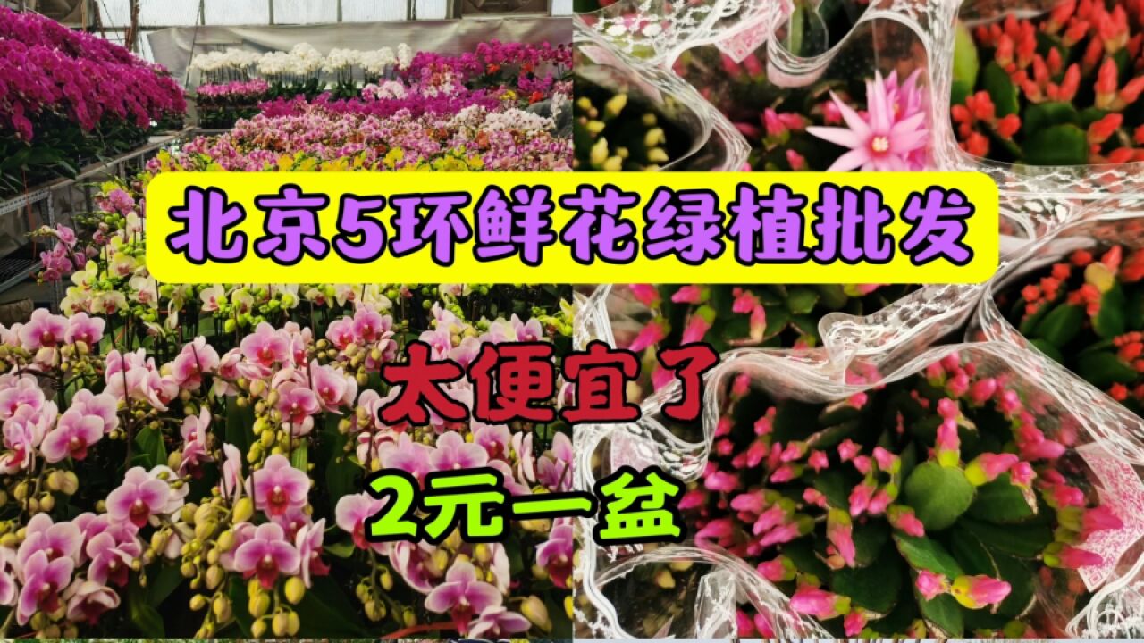 北京南五环大型鲜花绿植批发市场 品种多 价格便宜 2元一盆