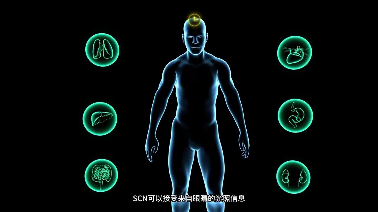 重大突破!我国科学家发现生物钟紊乱原理